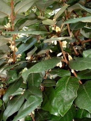 ELAEAGNUS X EBBINGEI